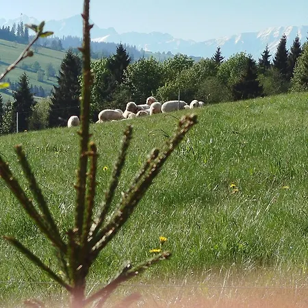 Gorski Krokus *